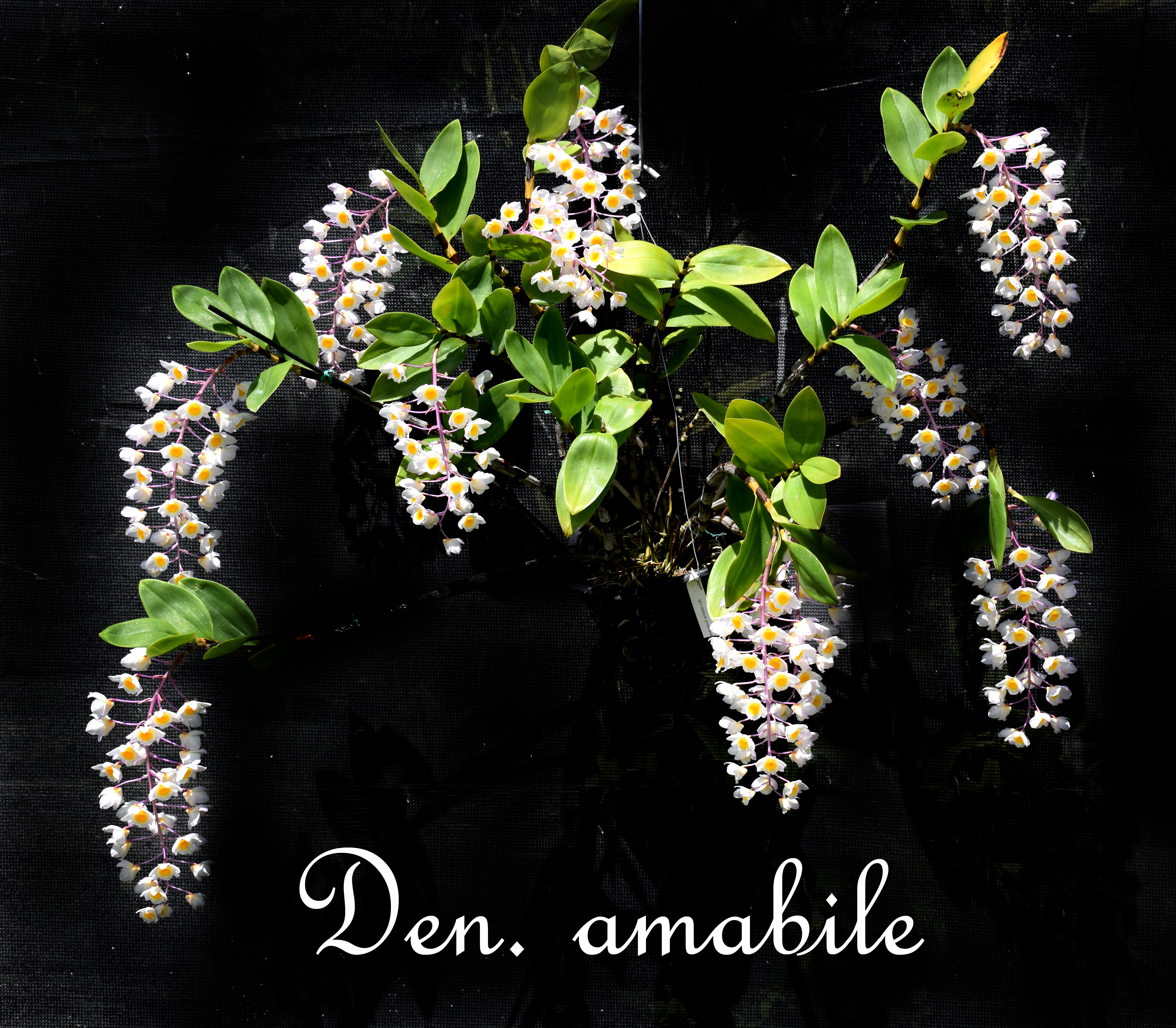 Den. amabile 6 inch baskets